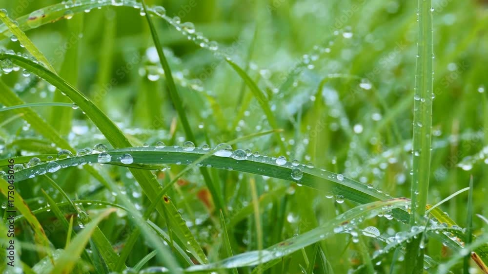 Morning dew on the grass. Morning dew on the grass.