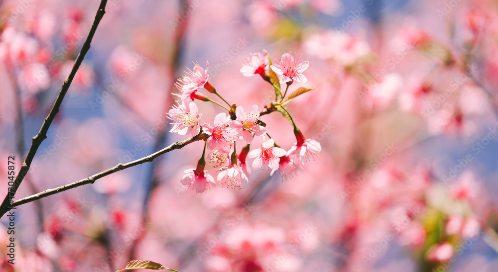 Obraz premium Wild Himalayan Cherry with blue sky and cloud background. Thai sakura blooming during winter in Thailand