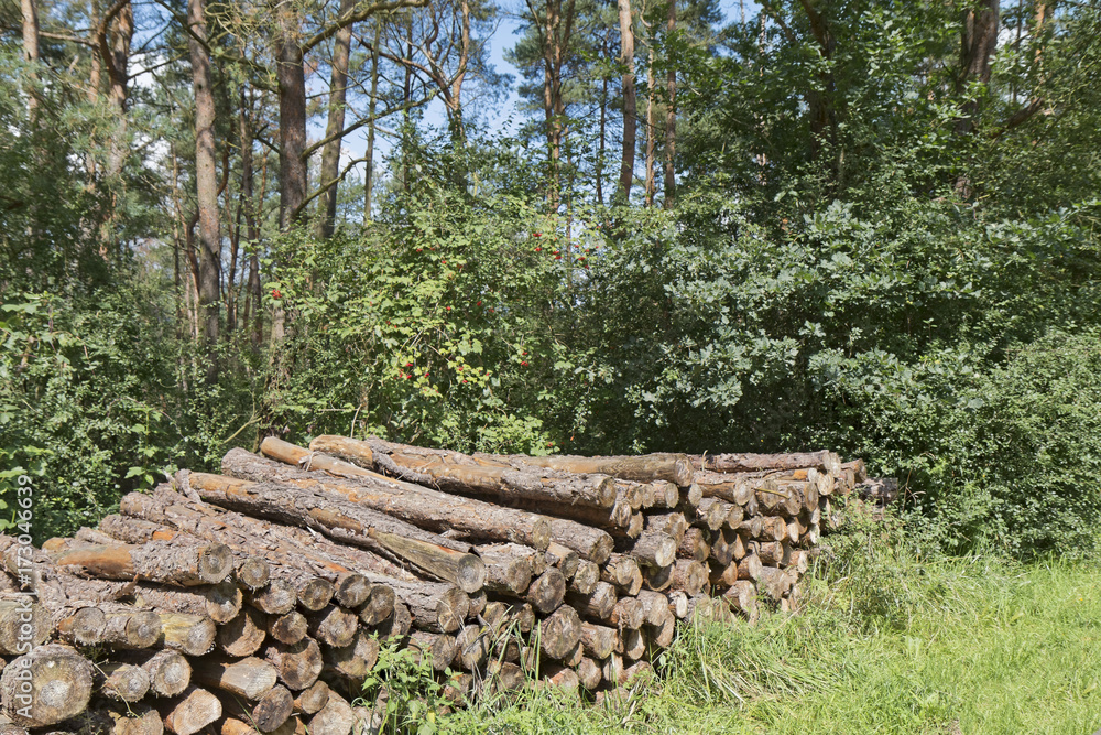 Wood logs on a background of forest bushes