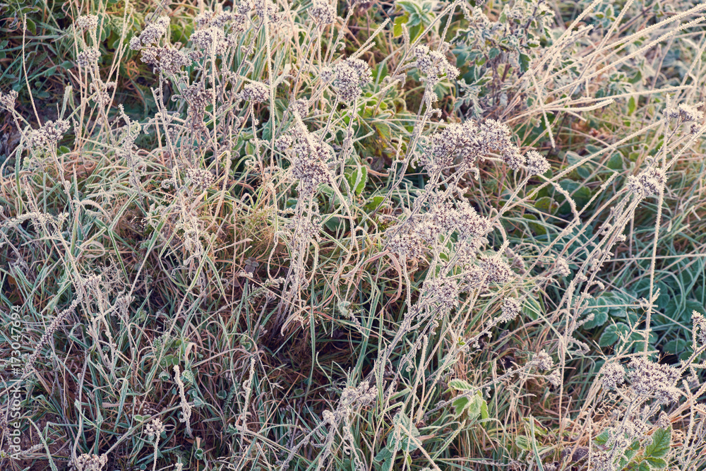 Autumn nature background frost on the grass Autumn nature background frost on the grass
