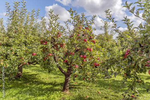 Apfelbäume auf dem Lohrberg in Frankfurt am Main © helmutvogler