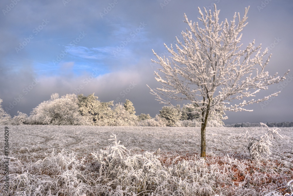 Feld und Wald mit Rauhreif an einem Wintermorgen Feld und Wald mit Rauhreif an einem Wintermorgen