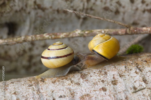 Schnecken