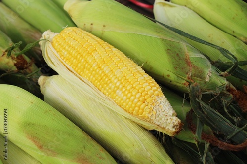 Fresh corn for cooking in the market