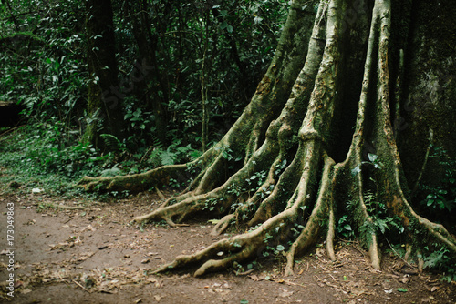 Kenyan Rainforest Tree Trunk photo