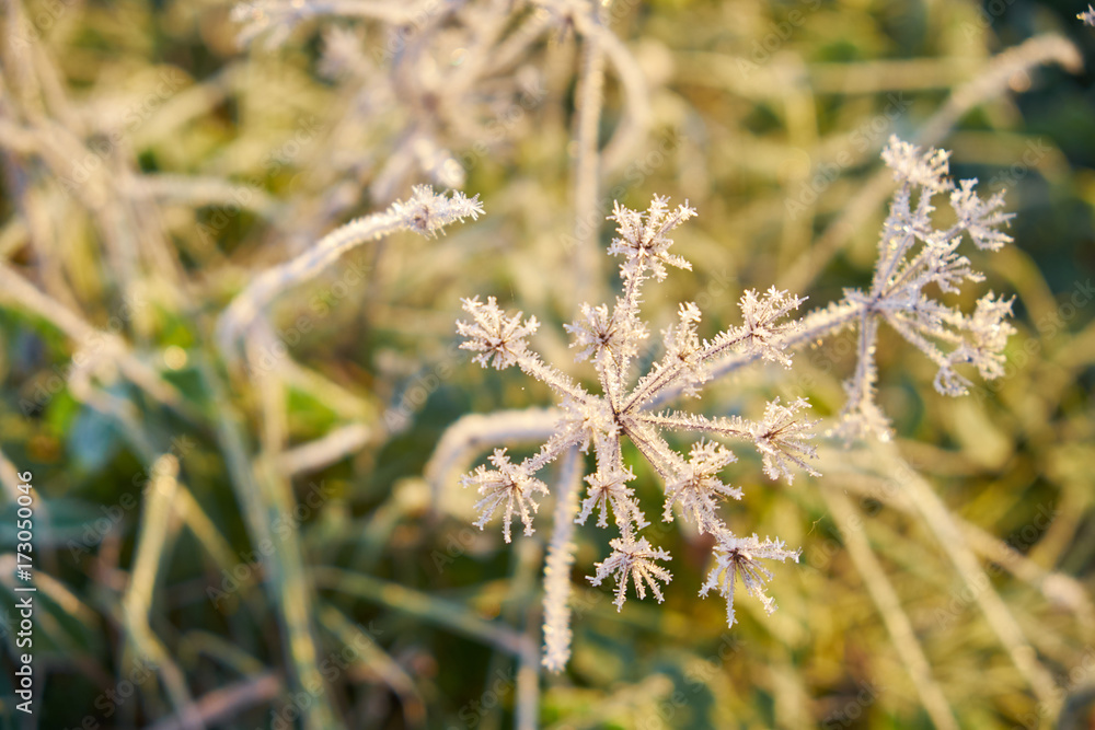 The first frost in autumn, frost on grass and sunlight