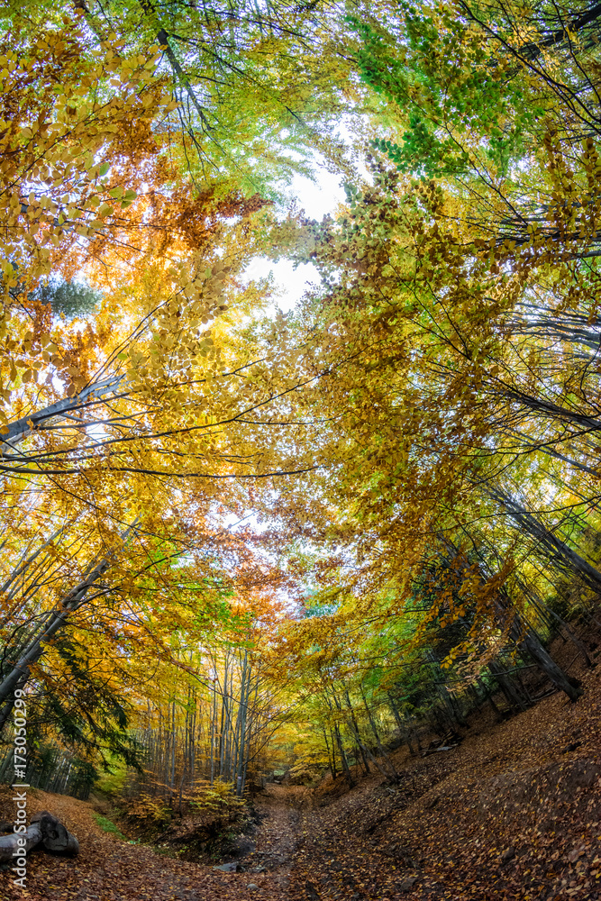Autumn in the forest, yellow, green and orange trees, fish-eye view from worm's eye perspective