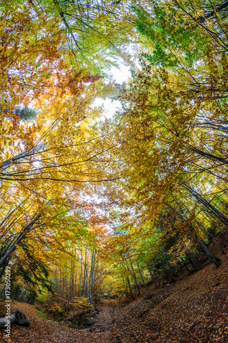 Autumn in the forest  yellow  green and orange trees  fish-eye view from worm s eye perspective