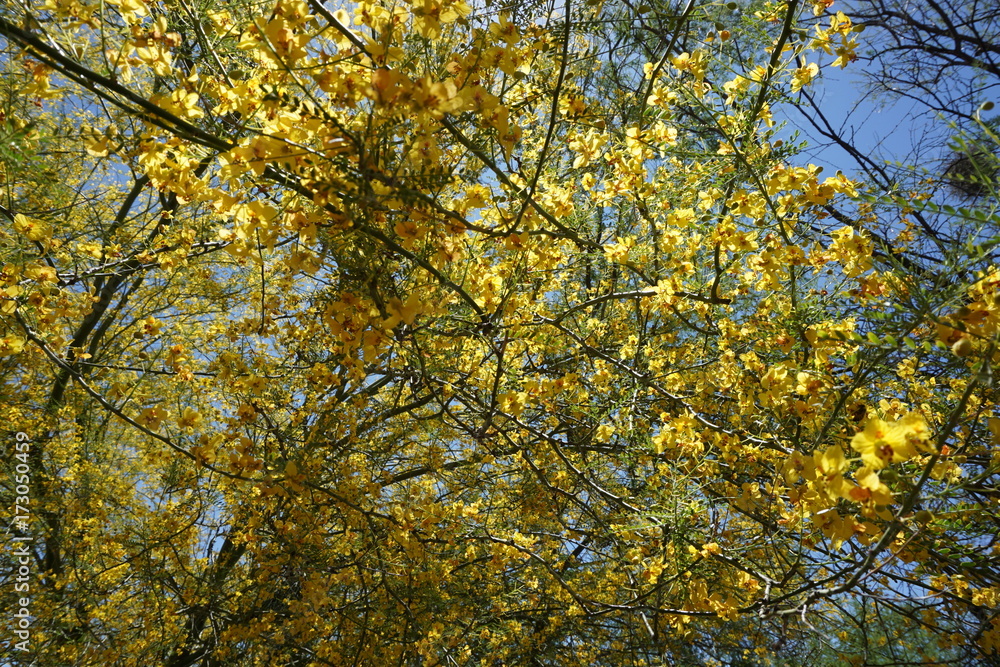 flowering mesquite tree flowering mesquite tree