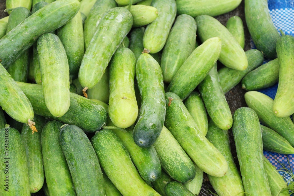 Fresh cucumbers for cooking in the market Fresh cucumbers for cooking in the market