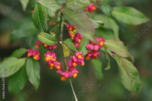 Detailaufnahme eines breitblättrigen Pfaffenhütchens mit Früchten und Samen