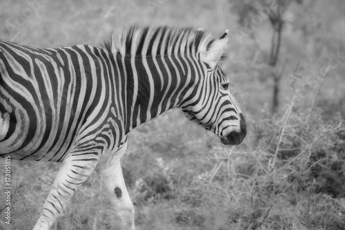 African Zebra, South Africa