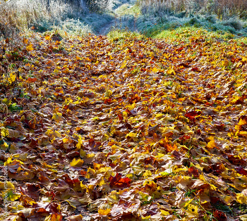 Autumn landscape with covered fallen leaves track