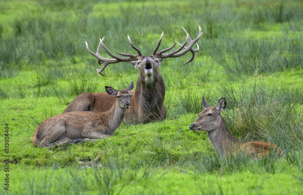 Obraz premium WILD LIFE - Hirschbrunft im Nationalpark Bay.Wald