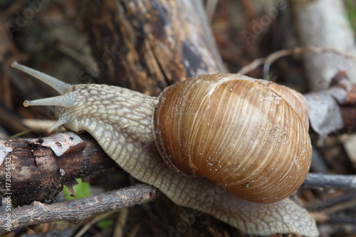 Schnecken