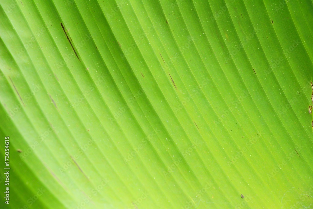 Green leaf background is beauty in nature Green leaf background is beauty in nature