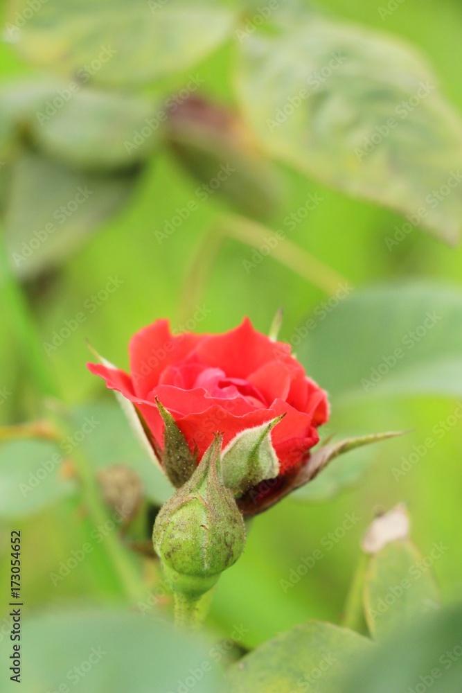 Beautiful roses is blooming in the garden Beautiful roses is blooming in the garden
