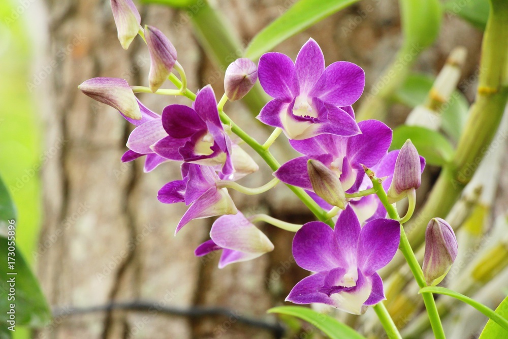 Orchid flower at beautiful in the nature Orchid flower at beautiful in the nature