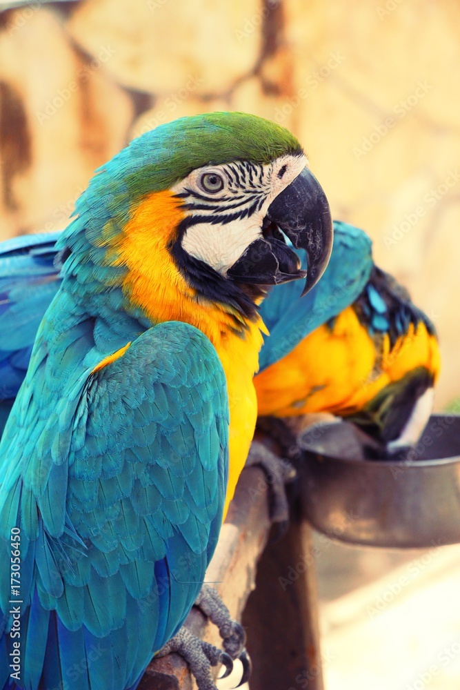 Macore bird parrot beautiful in the zoo