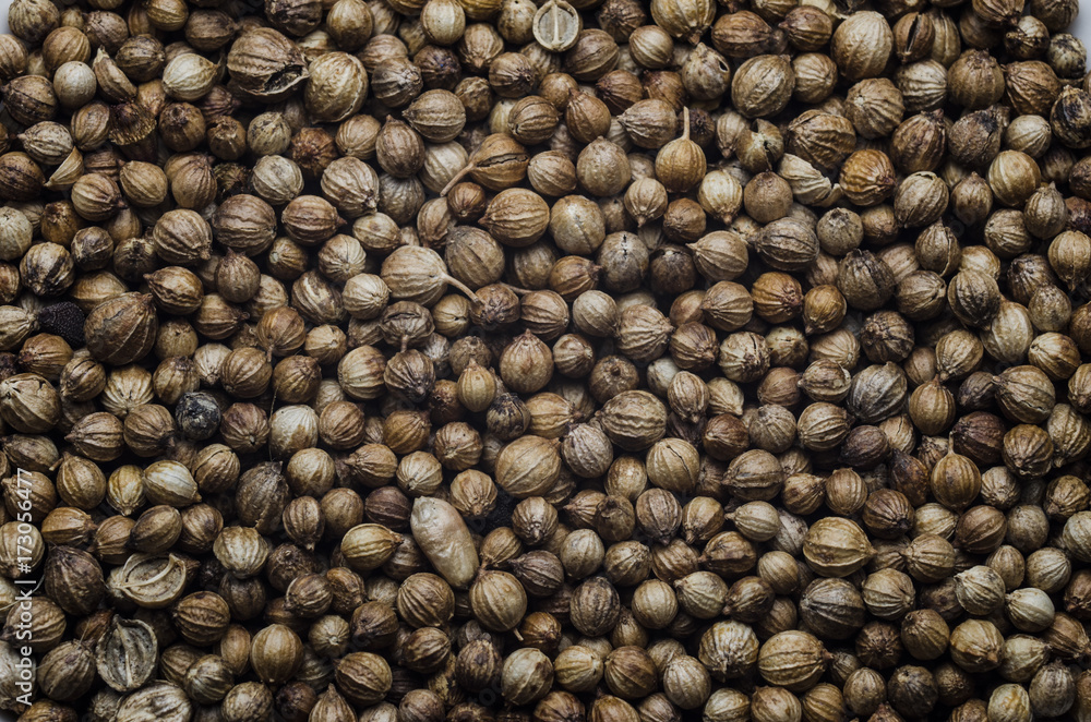 coriander seed on table for cook coriander seed on table for cook