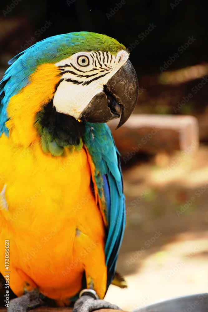 Macore bird parrot beautiful in the zoo