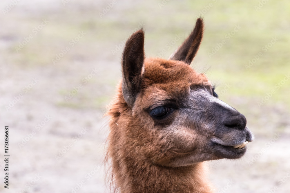 Obraz premium Side Portrait of a llama in a small animal park in the public park Hasenheide in Berlin