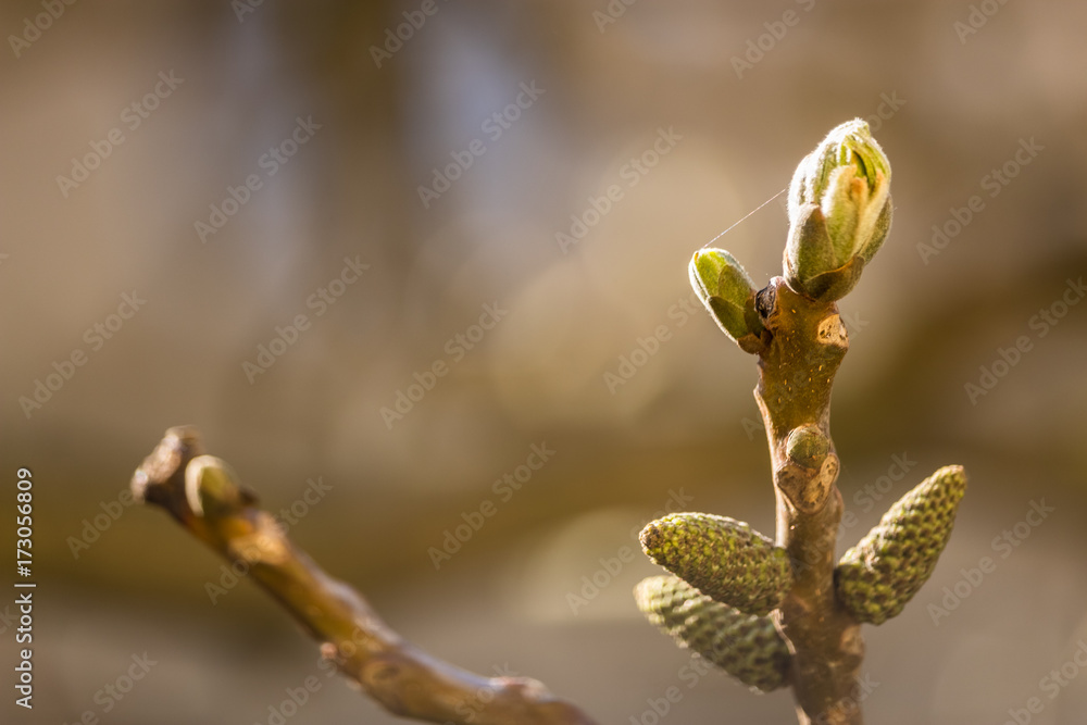 A blooming branch of a walnut tree in spring A blooming branch of a walnut tree in spring