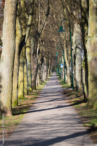 Wall Mural An alley lined with tree in a small village on the outskirts of berlin at the en