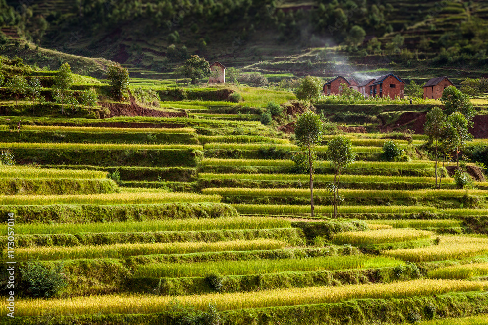 Paddy field Paddy field
