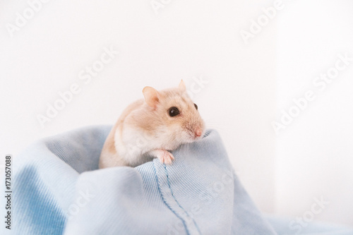 Russian hamster photo