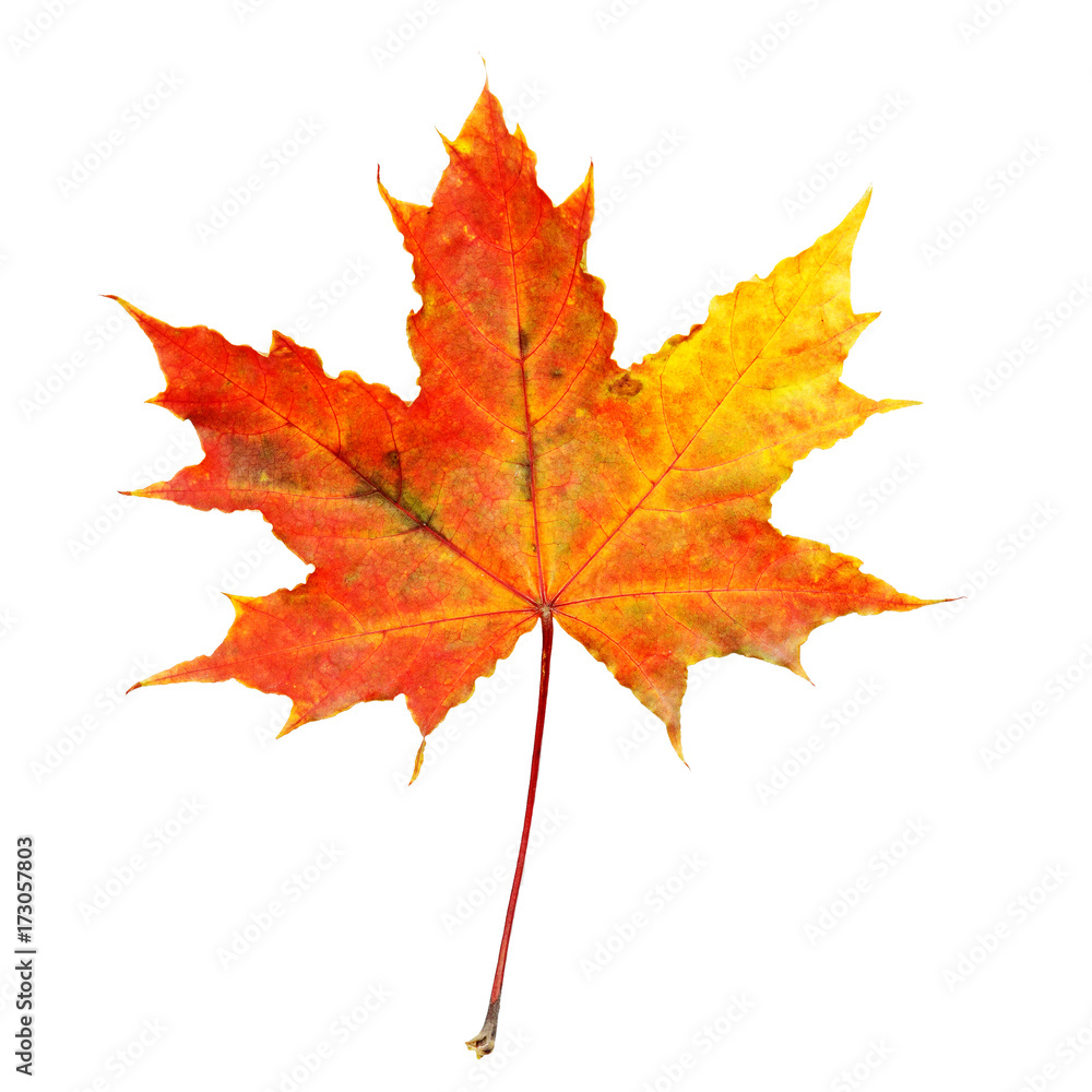 autumn maple leaf isolated on white background autumn maple leaf isolated on white background