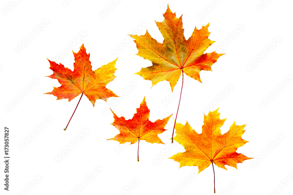 autumn maple leaf isolated on white background autumn maple leaf isolated on white background