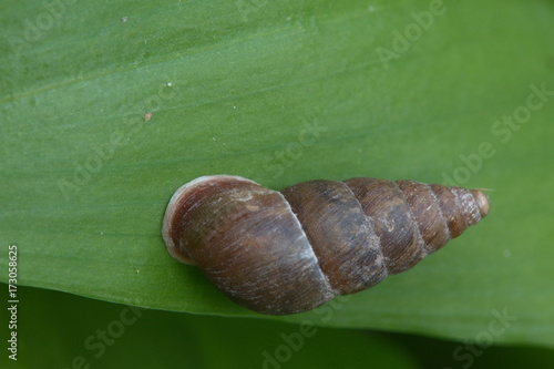 Schnecken