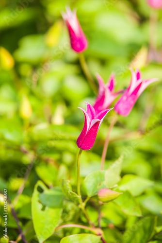 pink Clematis