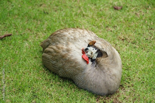 Guineafowl with the nature photo