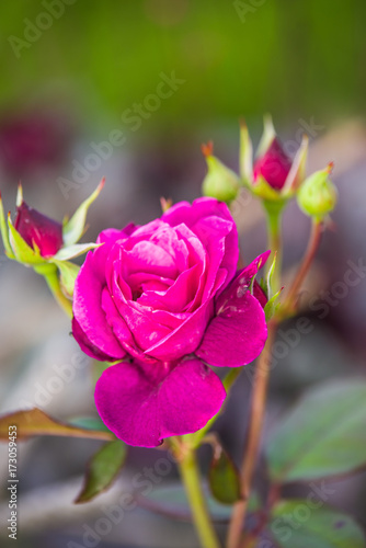 pink garden rose