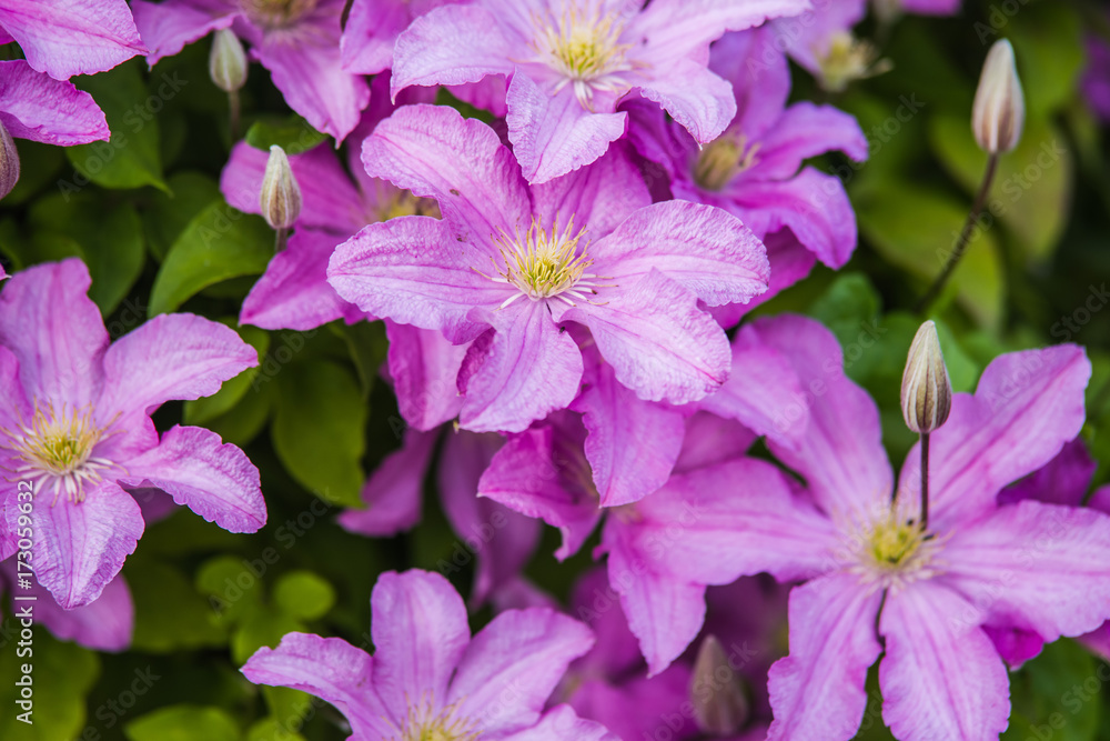 purple Clematis