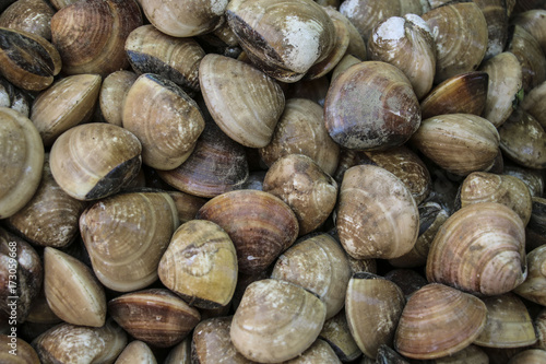 Fresh manila clams background, close up view