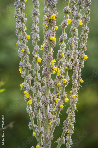 Verbascum thapsus