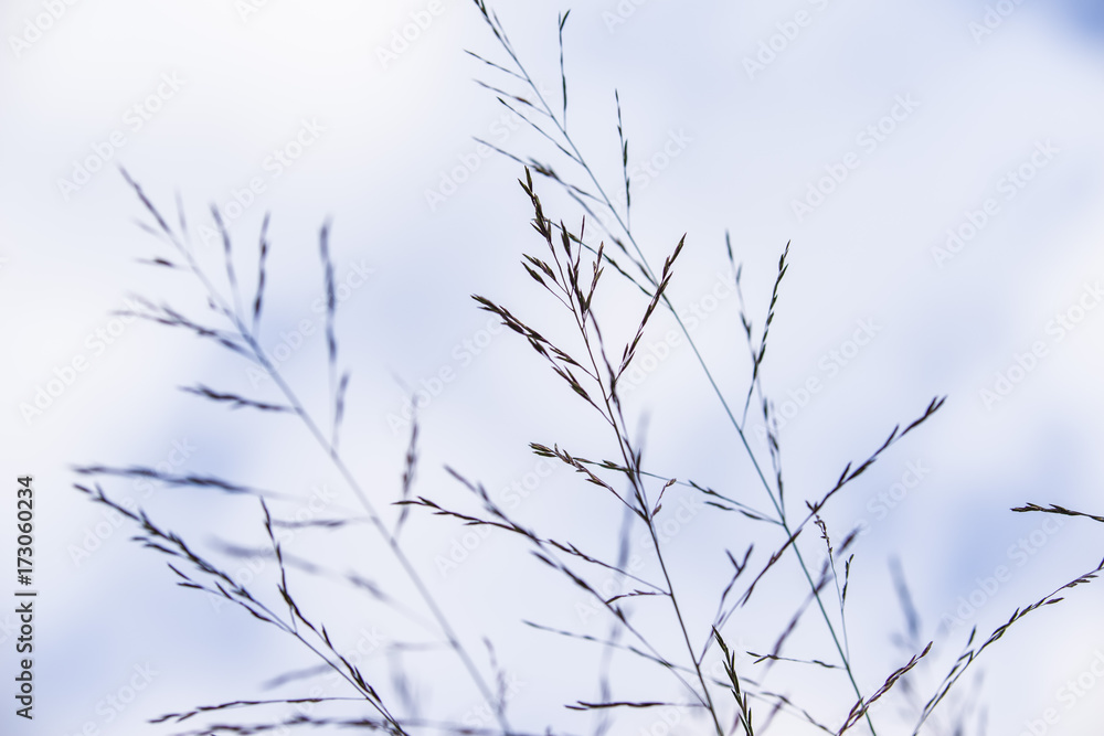 Molinia arundinacea Karl Foerster Molinia arundinacea Karl Foerster