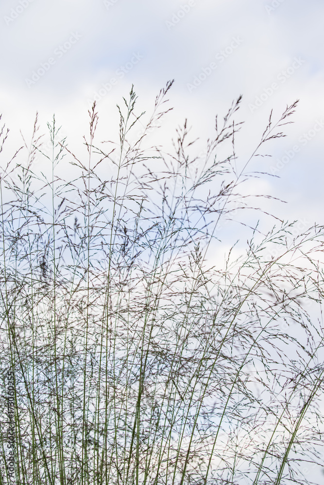 Molinia arundinacea Karl Foerster Molinia arundinacea Karl Foerster
