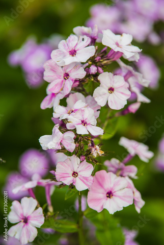 Wallpaper Mural pink phlox Torontodigital.ca
