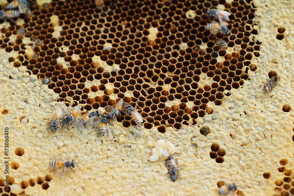 golden honeycomb in the honey golden honeycomb in the honey