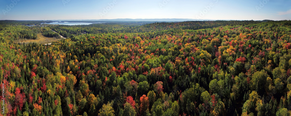 Obraz premium Aerial panorama of colorful forest