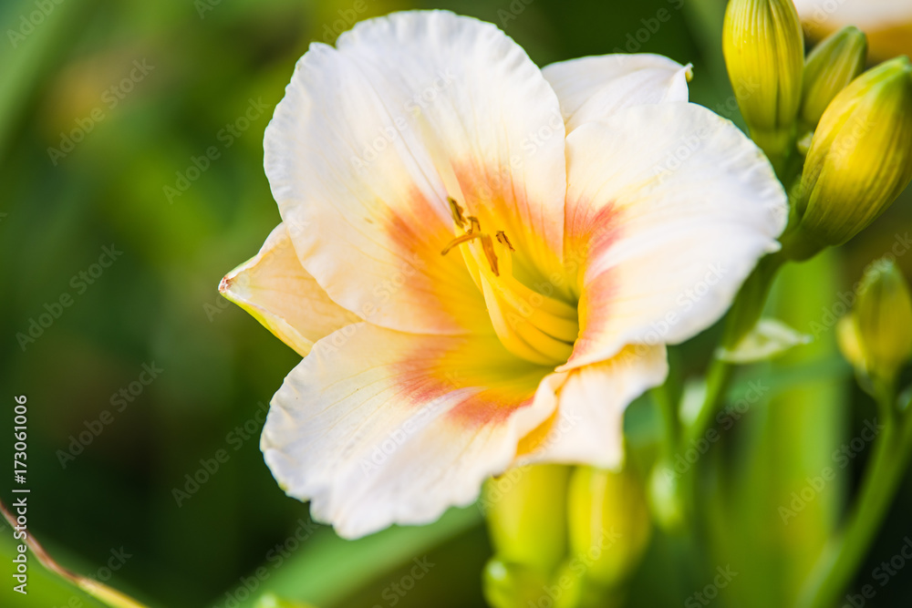 Fototapeta premium yellow lily