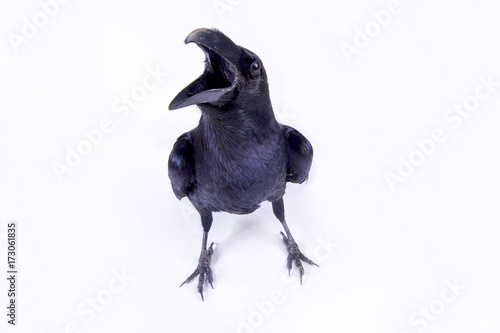 Common raven, Corvus corax corax