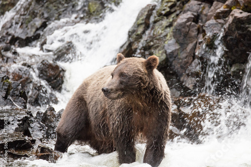 Wallpaper Mural Brown Bear hunting salmon Torontodigital.ca