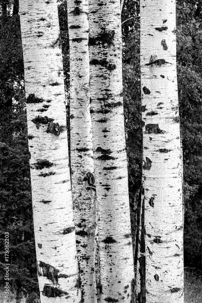 Fototapeta premium B&W drzew brzozowych.