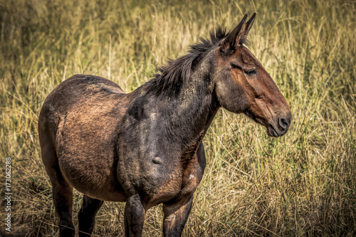 A beautiful brown mule standing in tall grass in Rathdrum, Idaho.