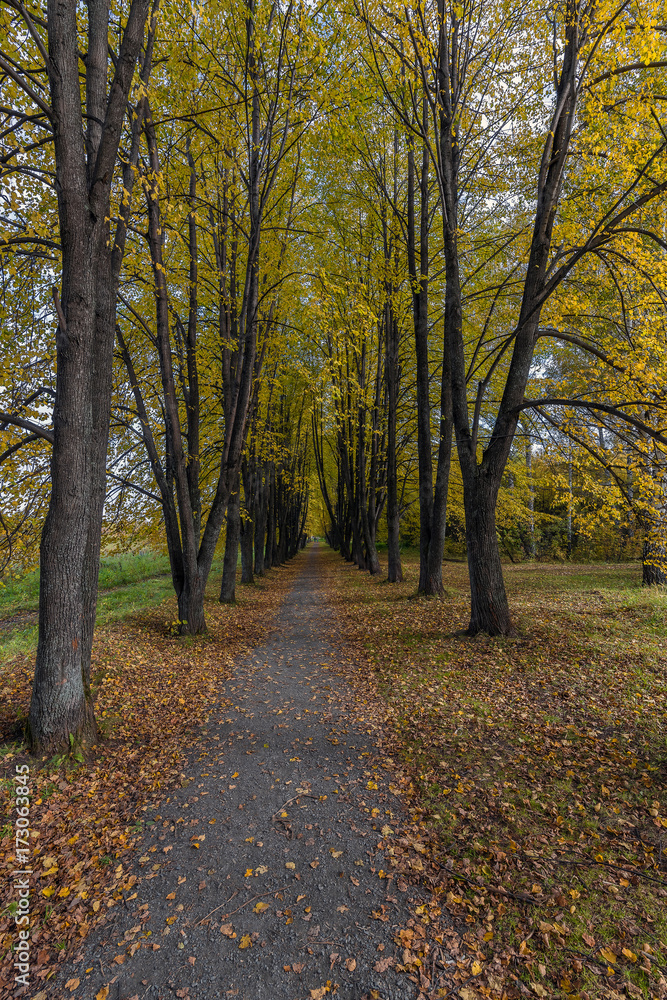 Linden alley with yellow leaves in the autumn park